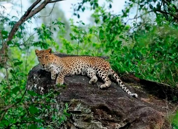 Top 10 Wildlife Sanctuaries and National Park in Kerala