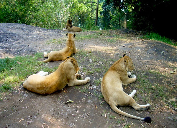 Neyyar Wildlife Sanctuary