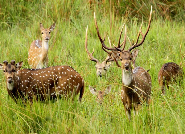 Kerala Wildlife Sanctuary