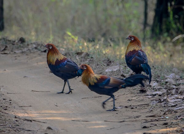 bandhavgarh wildlife jungle fowl