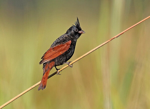 crested bunting at manas