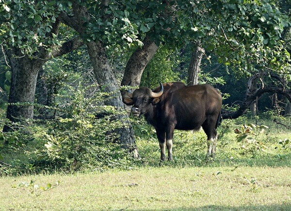gaur at tadoba wildlife