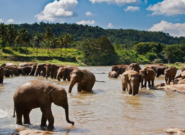 kanha national park elephant