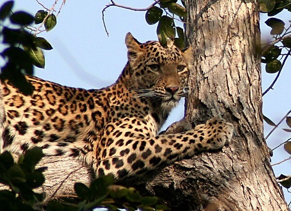 Leopard at Ranthambore Park