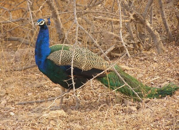 peacock in corbett national park.