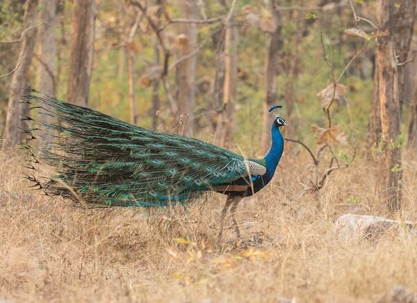 peafowl at pench national park