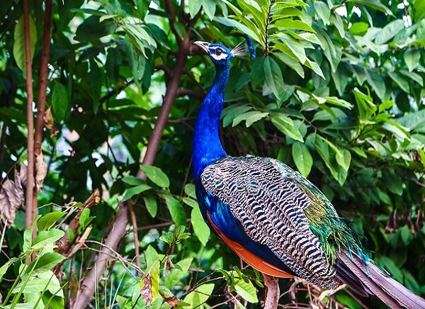 ranthambore peacok