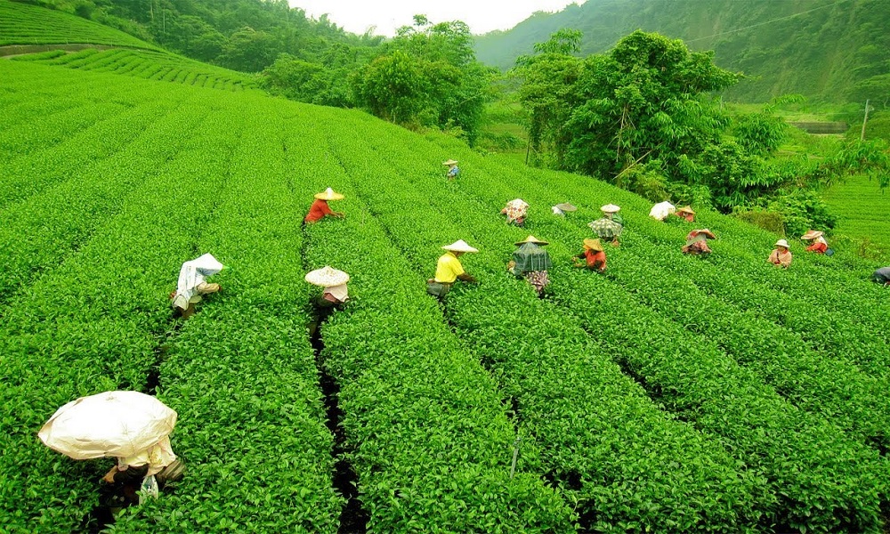 darjeeling tea garden