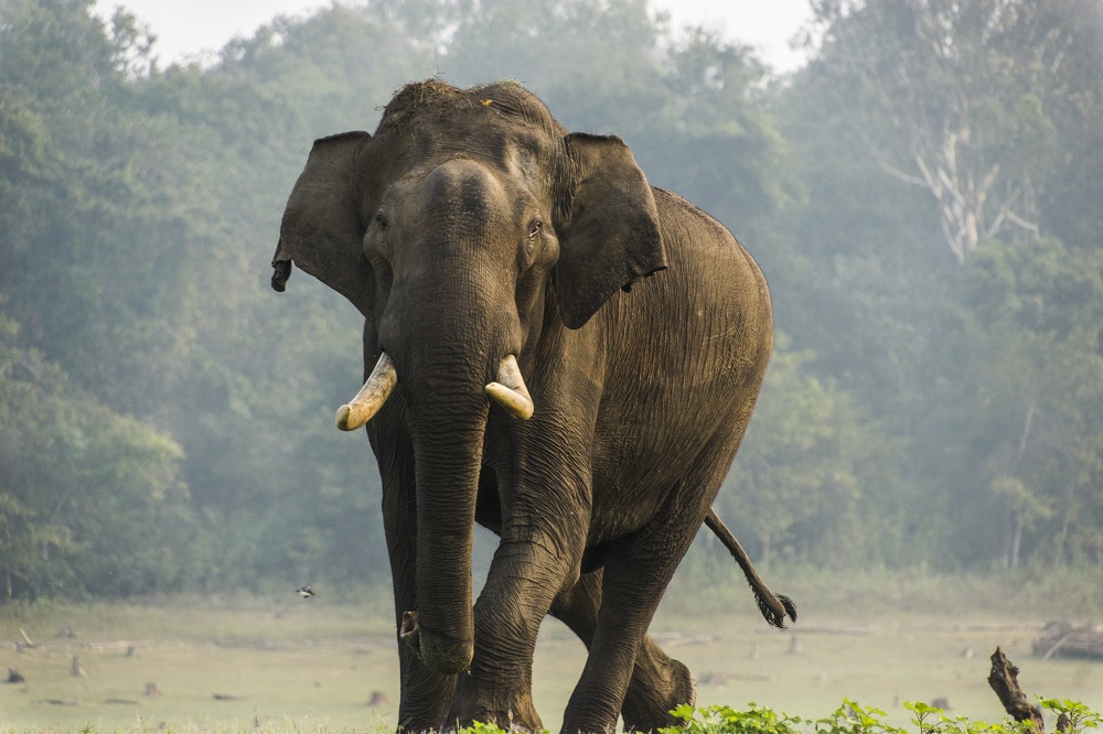 Elephant at Nagarhole