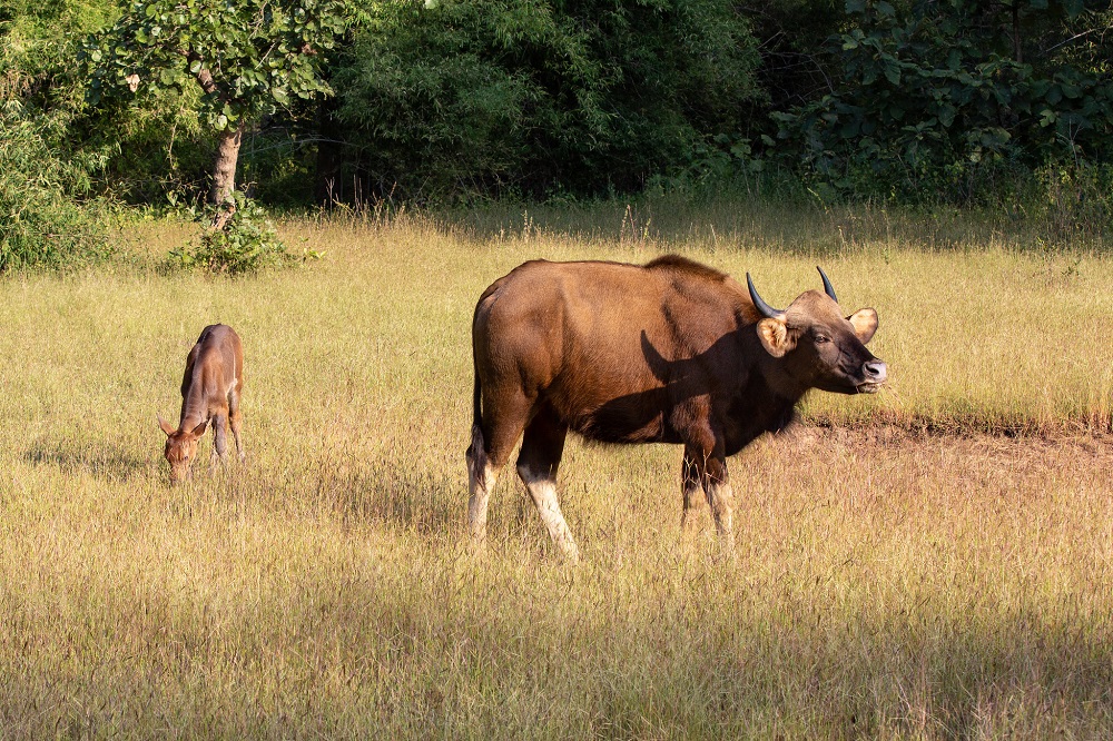 Indian Bison at Tadoba