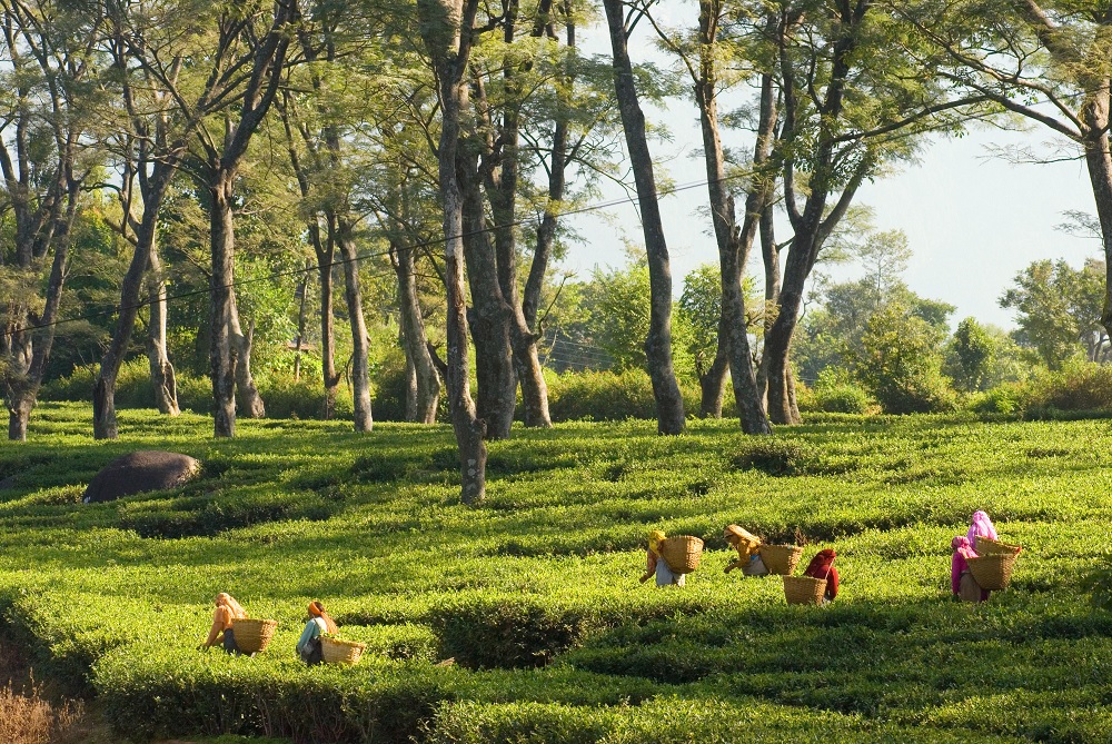 Kausani Tea Estate Uttarakhand