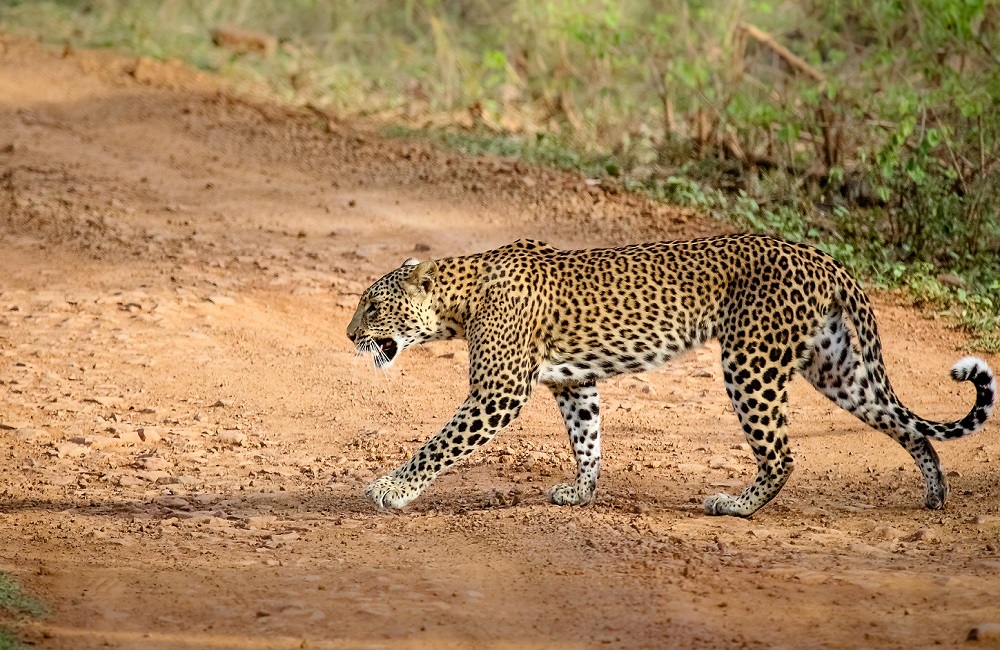 Leopard at Tadoba