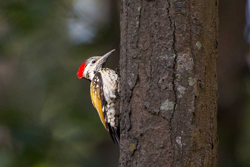 Lesser golden back woodpecker at Corbett