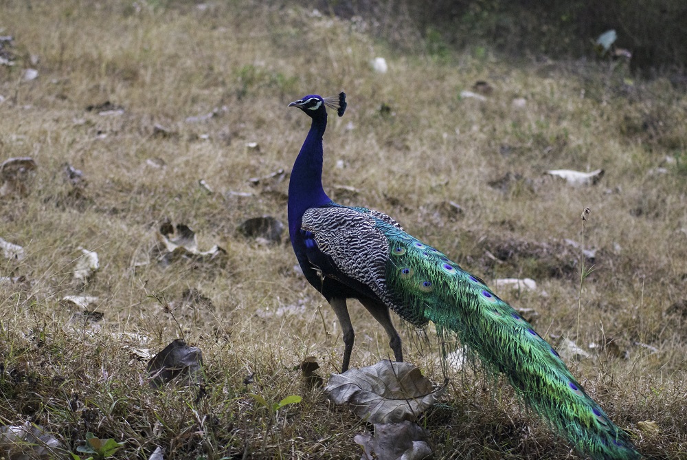 Peacock at Bandipur