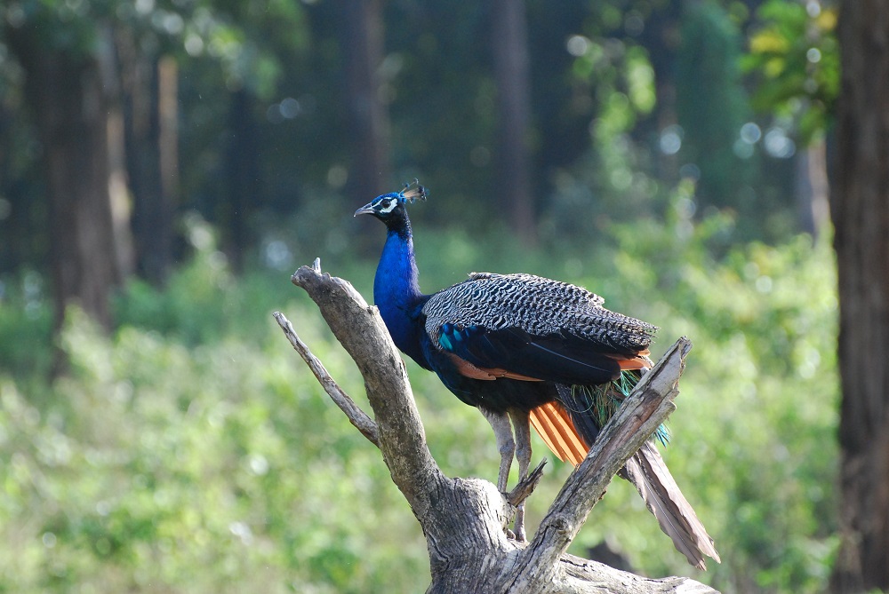 Peacock at Nagarhole