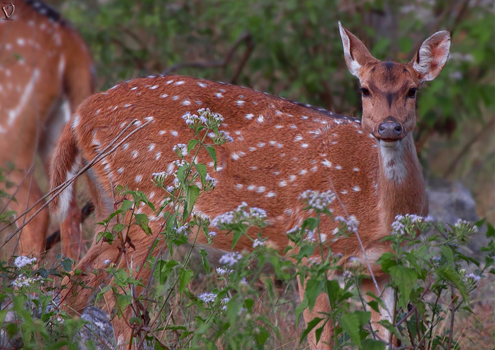 Spotted Deer at Bandipur