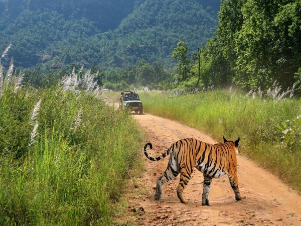 Bandhavgarh wildlife tour