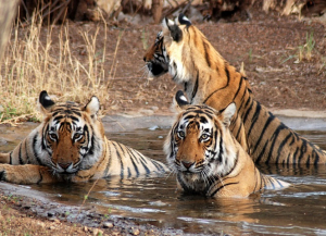 16 Nights 17 Days Rajasthan Tour – Cultural and Wildlife Rajasthan Tour