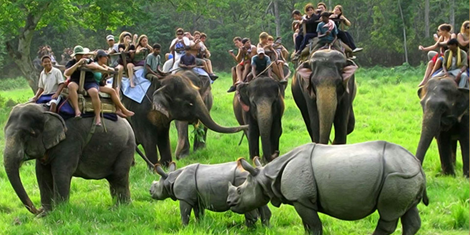 Kaziranga National Park, Safari Timing, How to Reach, Best Time to Visit