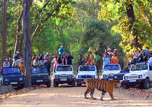 wild life safari in india