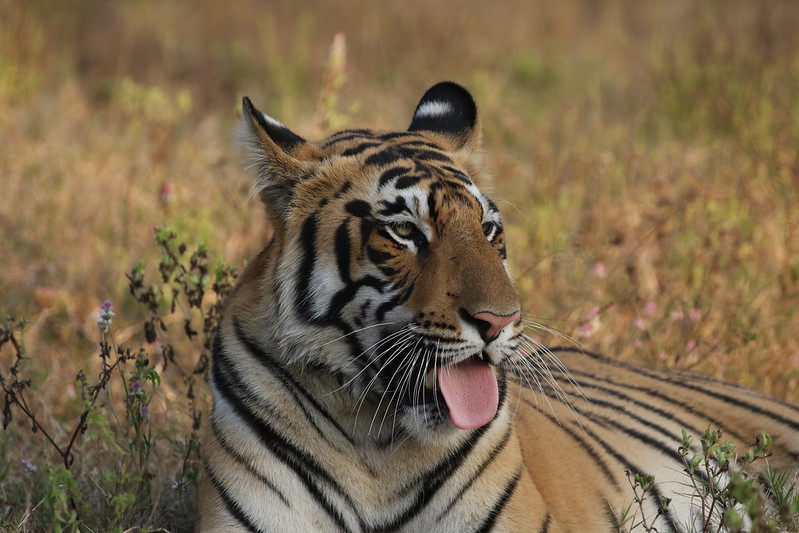 Tiger at Tadoba National Park