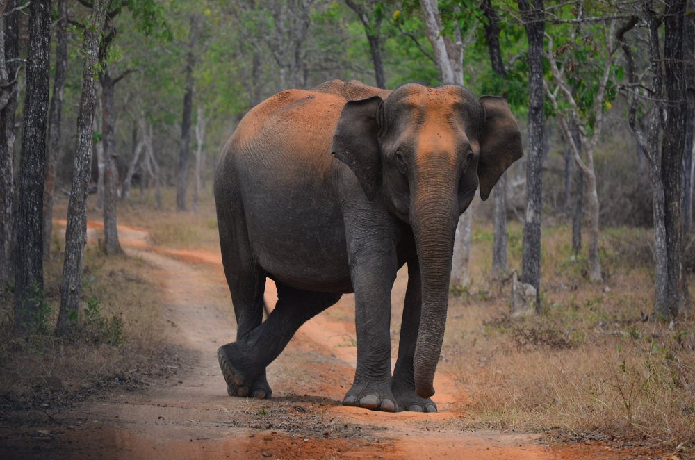 elephant safari in bandipur