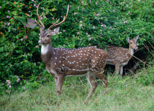 3 Days Nagarhole Weekend Tour Package from Bangalore