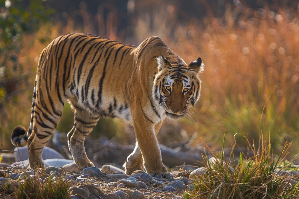 Tiger at Jim Corbett
